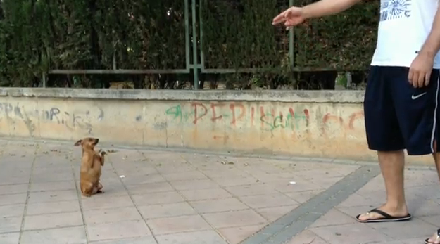 Un perro que parece sacado del Circo del Sol