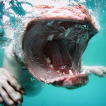 Fotos de perros sacadas debajo del agua en el momento en el que se zambullen