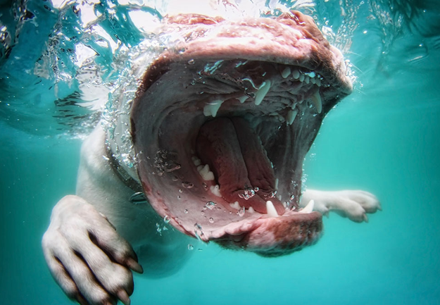 Fotos de perros sacadas debajo del agua en el momento en el que se zambullen