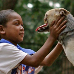 Kabang, el perro que se quedó sin hocico al arriesgar su vida para salvar a dos niñas, recibirá un tratamiento para recuperarlo