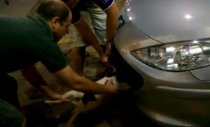 Dos hombres rescatan a un perro atrapado en la parte delantera de un coche