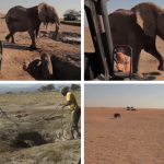 Una cría de elefante es rescatada y devuelta con su madre. El reencuentro es maravilloso