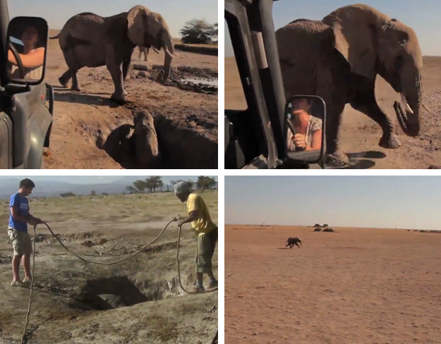 Una cría de elefante es rescatada y devuelta con su madre. El reencuentro es maravilloso