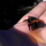 Revive a un abejorro dándole miel con la mano