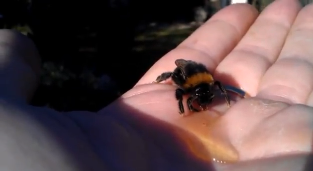 Revive a un abejorro dándole miel con la mano