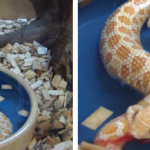 Una serpiente se intenta comer a sí misma