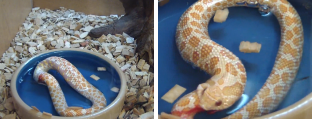 Una serpiente se intenta comer a sí misma