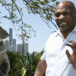 El boxeador Mike Tyson intimidado por el Koala Trace durante una visita promocional a Australia