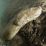 Nadando con una anaconda gigante