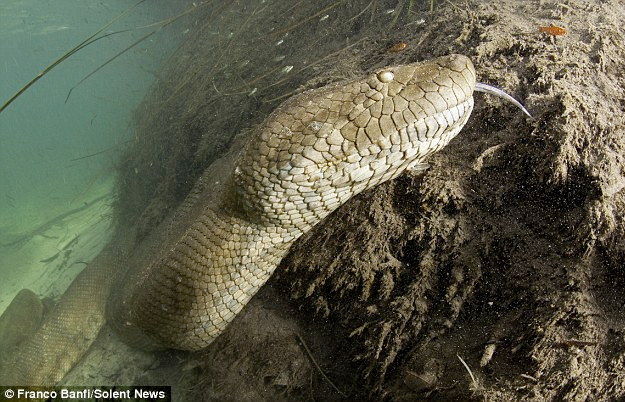 Nadando con una anaconda gigante