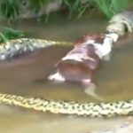 Impactante momento en el que una anaconda gigante regurgita a una vaca en Brasil