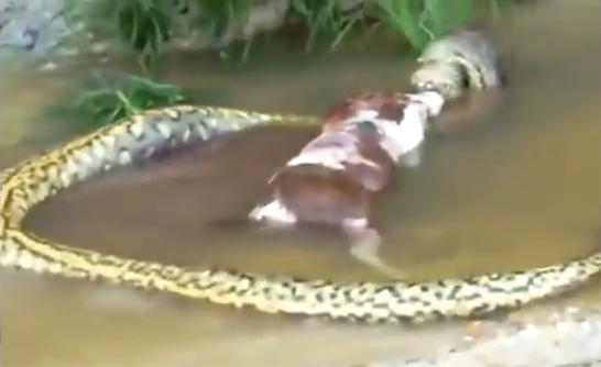 Impactante momento en el que una anaconda gigante regurgita a una vaca en Brasil