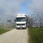 Camión cargado con palomas mensajeras