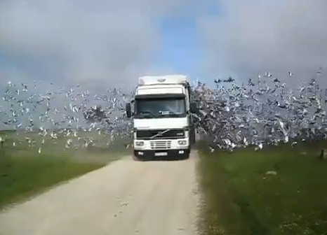 Camión cargado con palomas mensajeras