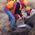 Unos cazadores ayudan a un ciervo atrapado en la cornamenta de otro ciervo muerto
