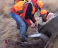 Unos cazadores ayudan a un ciervo atrapado en la cornamenta de otro ciervo muerto