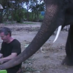 Tocando el piano con un elefante