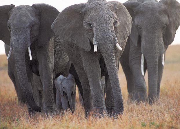 Un grupo de cincuenta elefantes borrachos arrasa una aldea en la India después de ingerir 500 litros de alcohol