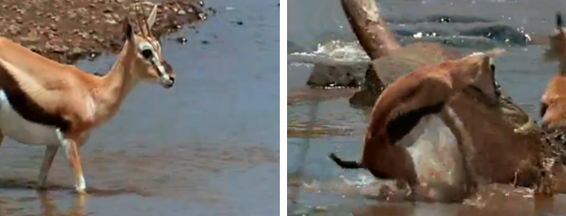 Increíbles imágenes de un grupo de gacelas intentando cruzar un río infestado de cocodrilos