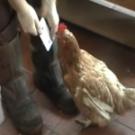 La gallina que sabe contar