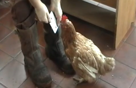 La gallina que sabe contar