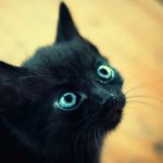 Diez razones por las que adoptar un gato negro