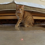 Vídeo grabado con una GoPro de varios gatos persiguiendo a un láser