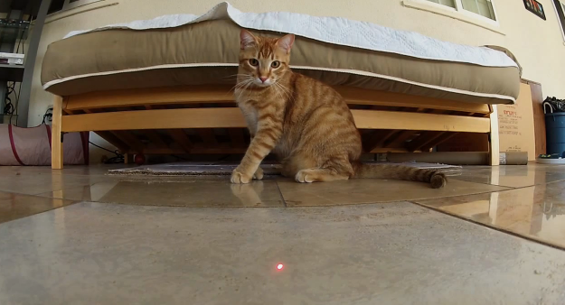 Vídeo grabado con una GoPro de varios gatos persiguiendo a un láser