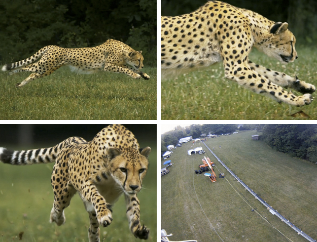 La carrera de un guepardo, el corredor más veloz del mundo, vista a cámara super lenta