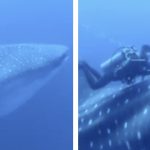Unos buzos liberan a un tiburón ballena de una cuerda gruesa que tenía alrededor de su cuerpo