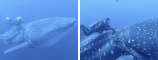 Unos buzos liberan a un tiburón ballena de una cuerda gruesa que tenía alrededor de su cuerpo