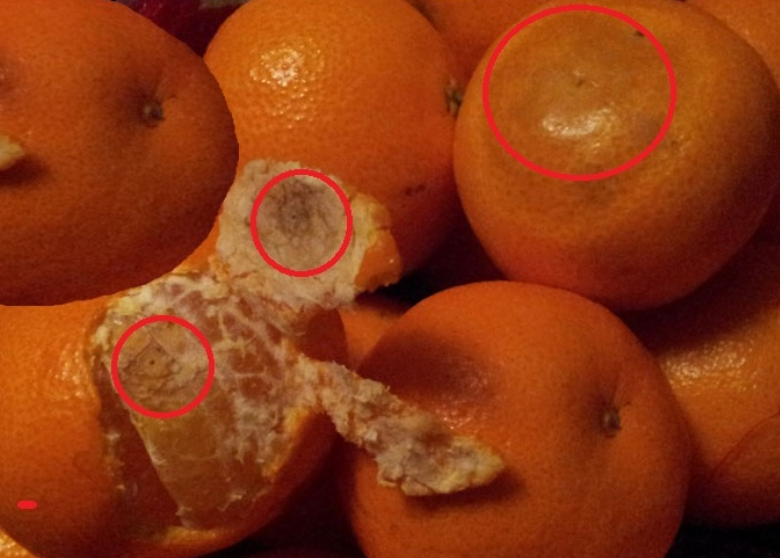 La venta de cítricos españoles en Noruega podría paralizarse tras descubrirse que los drogadictos limpian sus jeringuillas pinchando las mandarinas de los supermercados