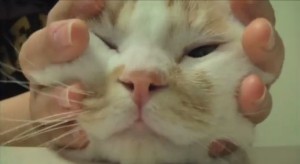 A los gatos les encantan los masajes