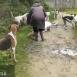 Una mujer salva la vida de un zorro que estaba siendo atacado por un grupo de perros durante una cacería