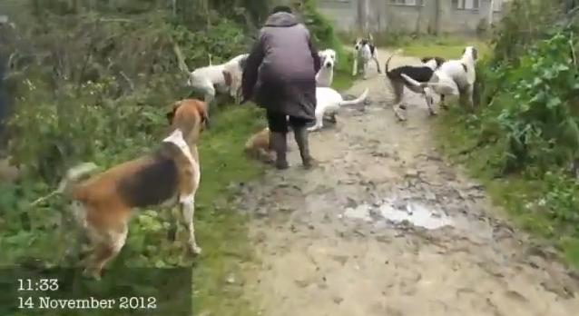 Una mujer salva la vida de un zorro que estaba siendo atacado por un grupo de perros durante una cacería