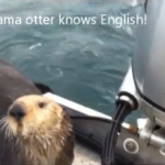 Una nutria se sube a un barco para escapar de unas orcas y se da cuenta de que dejó atrás a su bebé