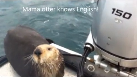 Una nutria se sube a un barco para escapar de unas orcas y se da cuenta de que dejó atrás a su bebé