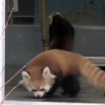 Un panda rojo bebé se lleva un buen susto