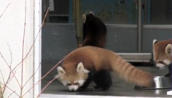 Un panda rojo bebé se lleva un buen susto