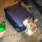 Una perra sobrevive después de haber sido encontrada abandonada dentro de un maleta en Tenerife
