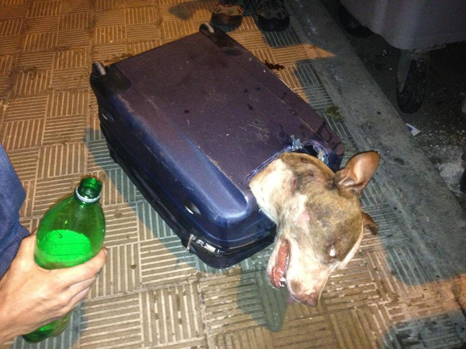 Una perra sobrevive después de haber sido encontrada abandonada dentro de un maleta en Tenerife