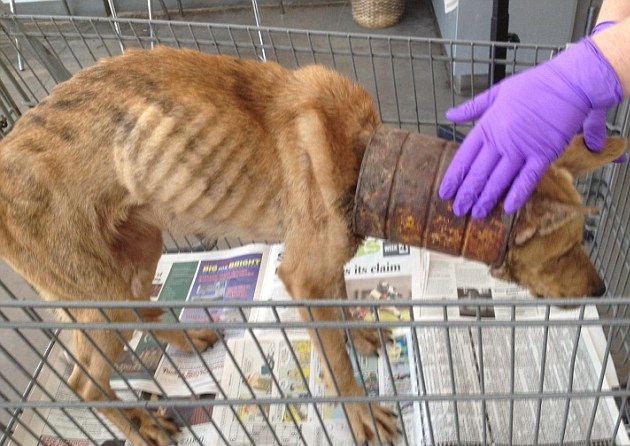 Salvan la vida de una perra encontrada con una lata de café en el cuello que le impedía comer