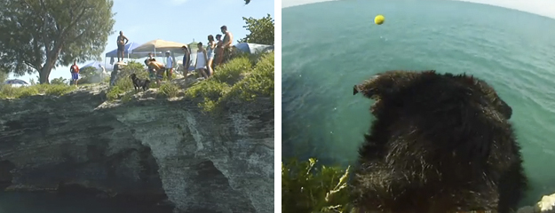 El perro que no le tiene miedo al agua ni a las alturas