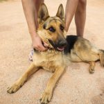 Un perro permanece toda la noche junto a un niño desaparecido durante una gran tormenta