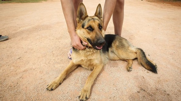 Un perro permanece toda la noche junto a un niño desaparecido durante una gran tormenta