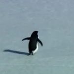 El pingüino desorientado