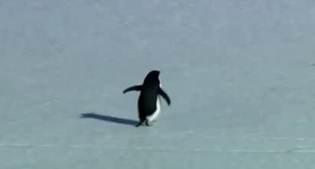 El pingüino desorientado