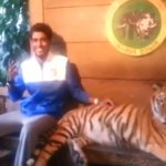 Cuando estás posando con un tigre al lado, siempre hay que estar en alerta