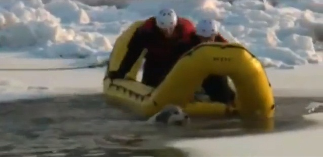 Impresionante rescate de una perra atrapada en un río helado de Canadá