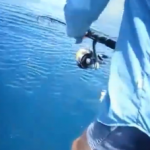 En el último momento un enorme tiburón le roba la pesca